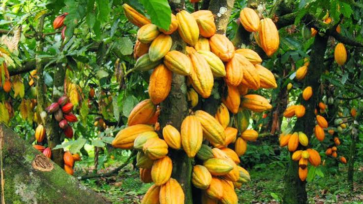  Tinubu declares end to raw cocoa exports, unveils plan for local processing